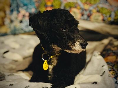 Rory | Poodle (Miniature) Cross | Manchester - 5