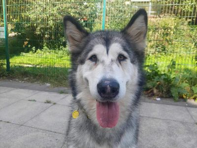 Betty | Alaskan Malamute | Ilfracombe - 2