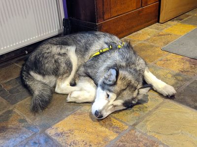 Betty | Alaskan Malamute | Ilfracombe - 3