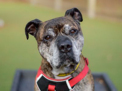 Charlie | Terrier (Staffordshire Bull) | Kenilworth (West Midlands) - 1