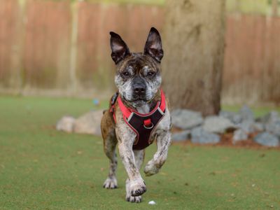 Charlie | Terrier (Staffordshire Bull) | Kenilworth (West Midlands) - 3