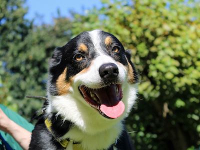 Scorcher | Collie (Border) | Merseyside (Liverpool) - 1