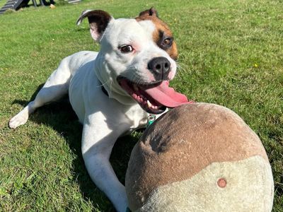 Buster | Terrier (Staffordshire Bull) | Canterbury - 2