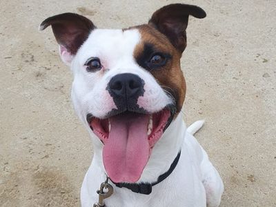 Buster | Terrier (Staffordshire Bull) | Canterbury - 3