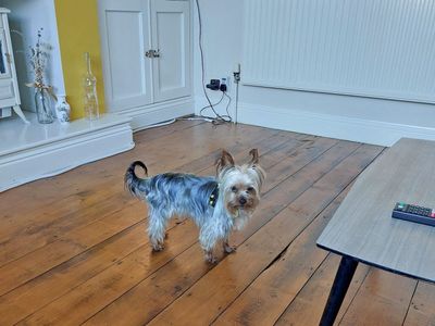 Pico | Terrier (Yorkshire) | Basildon (Essex) - 5