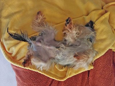 Pico | Terrier (Yorkshire) | Basildon (Essex) - 3