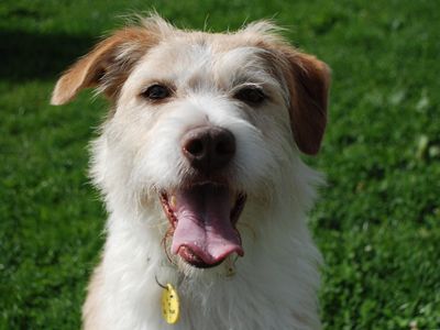 Kobie | Terrier (Jack Russell) Cross | Newbury (Berkshire) - 5