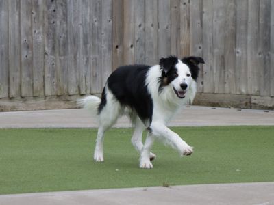 Woody | Collie (Border) | Evesham (Worcestershire) - 3