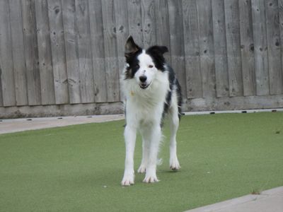 Woody | Collie (Border) | Evesham (Worcestershire) - 5