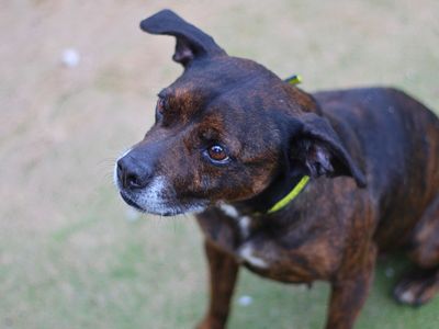 Elmo | Terrier (Staffordshire Bull) | Manchester - 3