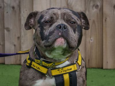 Beryl | Terrier (Staffordshire Bull) Cross | Loughborough - 2