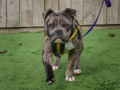 Beryl | Terrier (Staffordshire Bull) Cross | Loughborough - 3