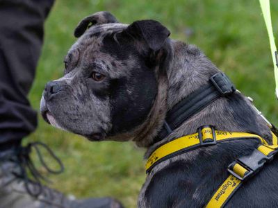 Beryl | Terrier (Staffordshire Bull) Cross | Loughborough - 3