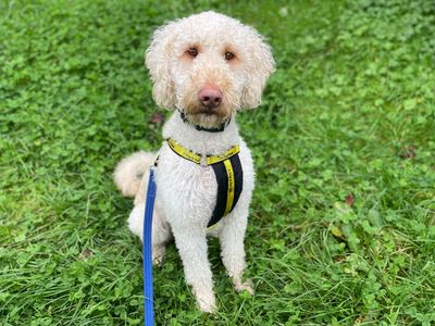 Dudley | Retriever (Labrador) Cross | Loughborough - 5