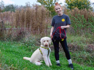 Dudley | Retriever (Labrador) Cross | Loughborough - 3