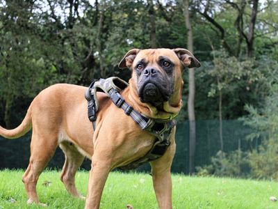 Nellie | Mastiff Cross | Merseyside (Liverpool) - 3