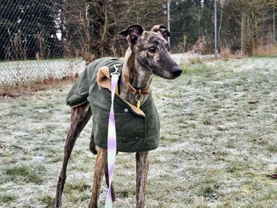 Ada | Greyhound | Evesham (Worcestershire) - 5