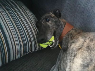 Ada | Greyhound | Evesham (Worcestershire) - 3