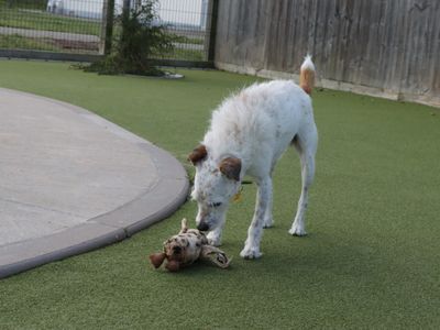 Alvin | Terrier (Jack Russell) | Evesham (Worcestershire) - 5