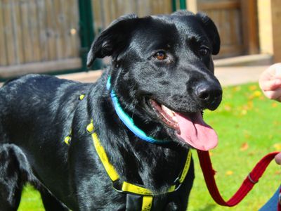 Mitzy | German Shepherd Dog Cross | Manchester - 5