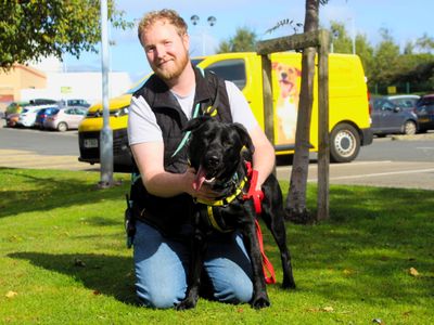 Mitzy | German Shepherd Dog Cross | Manchester - 3