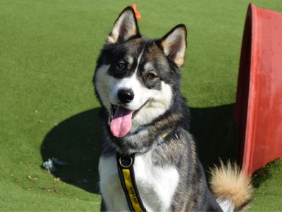 Milo | Siberian Husky Cross | Harefield West London - 3