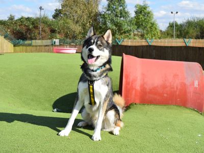 Milo | Siberian Husky Cross | Harefield West London - 5