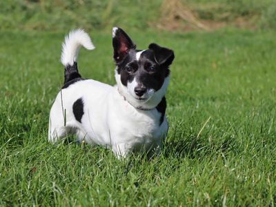 Bobbie | Terrier (Jack Russell) | Darlington - 2