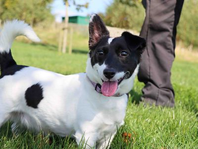 Bobbie | Terrier (Jack Russell) | Darlington - 3