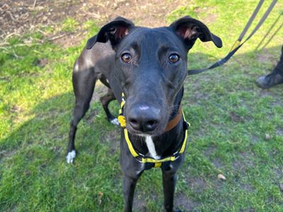 Emmett | Lurcher | Snetterton (Norfolk) - 3