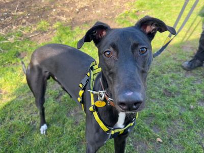 Emmett | Lurcher | Snetterton (Norfolk) - 2