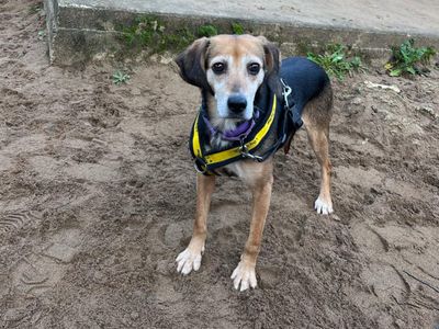 Madge | Beagle | Ilfracombe - 3