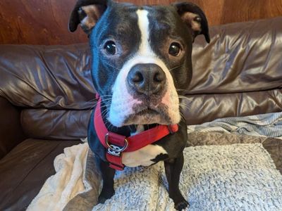 Chips | Terrier (Staffordshire Bull) | West Calder (Edinburgh) - 2