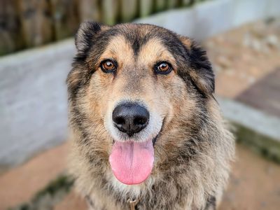 Ezi | Siberian Husky Cross | Cardiff - 5