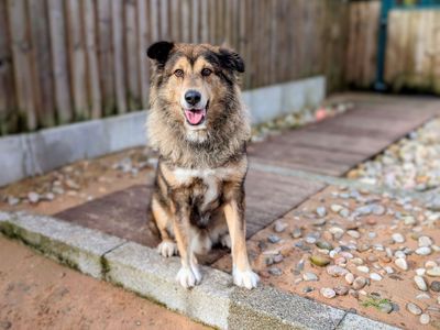 Ezi | Siberian Husky Cross | Cardiff - 3