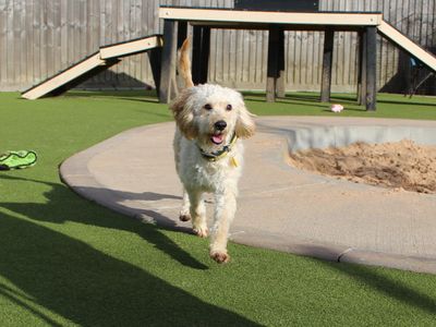 Peach | Spaniel (Cocker) Cross | Evesham (Worcestershire) - 3