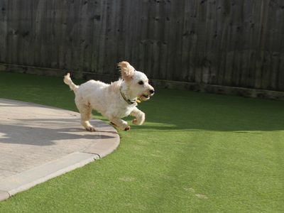 Peach | Spaniel (Cocker) Cross | Evesham (Worcestershire) - 2