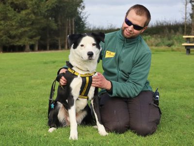 Babs | Collie (Border) Cross | Leeds - 2