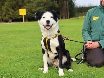 Babs | Collie (Border) Cross | Leeds - 3