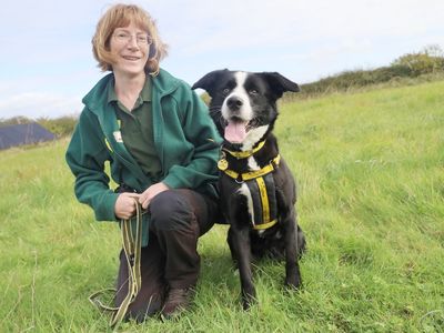 Patsy | Collie (Border) Cross | Leeds - 2