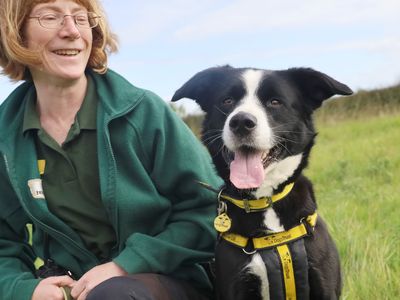 Patsy | Collie (Border) Cross | Leeds - 3