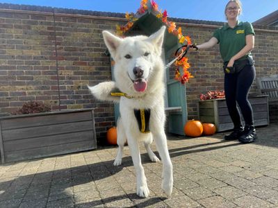 Odin | Siberian Husky Cross | Basildon (Essex) - 5