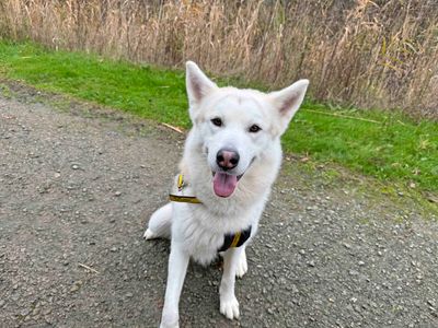 Odin | Siberian Husky Cross | Basildon (Essex) - 3