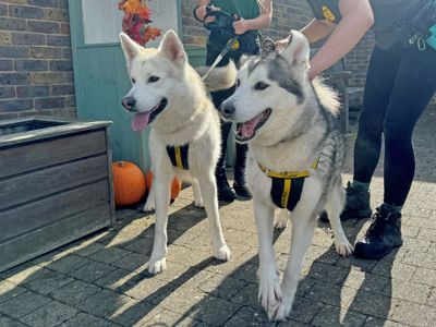 Nala | Alaskan Malamute | Basildon (Essex) - 3