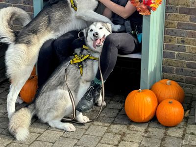 Nala | Alaskan Malamute | Basildon (Essex) - 5