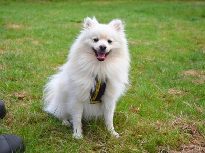 Fozzy | Pomeranian | Harefield West London - 3