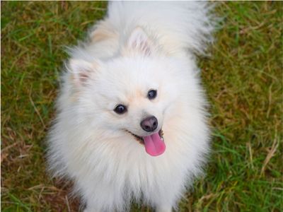 Fozzy | Pomeranian | Harefield West London - 2