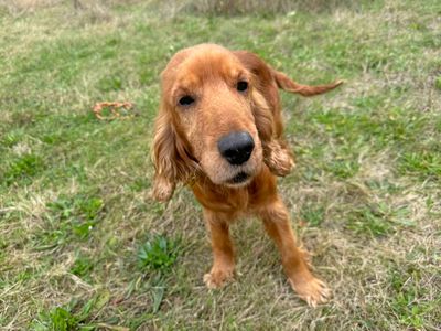 Rosie | Spaniel (Cocker) | Basildon (Essex) - 3