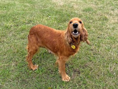 Rosie | Spaniel (Cocker) | Basildon (Essex) - 5