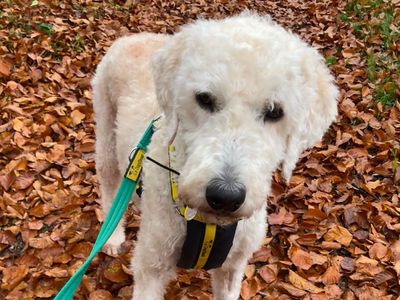 Dougal | Poodle (Standard) Cross | Kenilworth (West Midlands) - 5